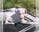 Small #7 Australian Shepherd-Catahoula Leopard Dog Mix