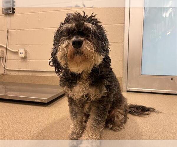 Medium Photo #1 Havanese-Unknown Mix Puppy For Sale in Grand Prairie, TX, USA