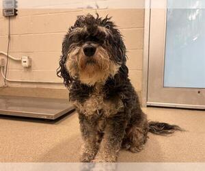 Havanese-Unknown Mix Dogs for adoption in Grand Prairie, TX, USA