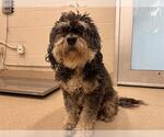 Small Havanese Mix