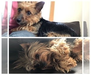 Father of the Silkshire Terrier-Yorkshire Terrier Mix puppies born on 04/18/2019