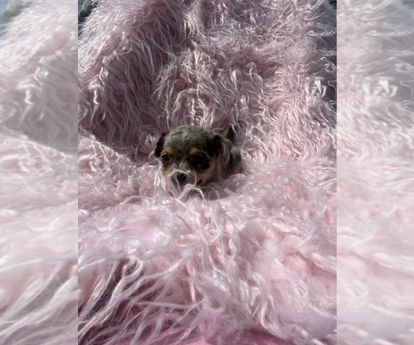 Medium Photo #9 Chihuahua Puppy For Sale in SHERMAN, TX, USA
