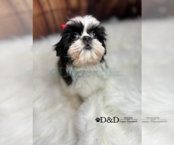 Medium Photo #24 Shih Tzu Puppy For Sale in RIPLEY, MS, USA