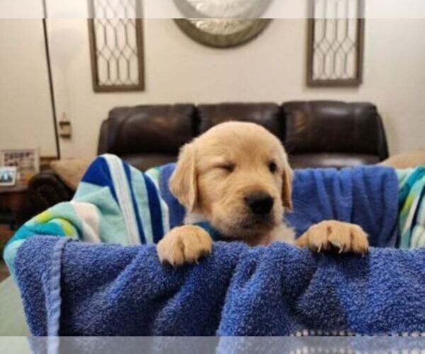 Medium Photo #1 Golden Retriever Puppy For Sale in BURKBURNETT, TX, USA