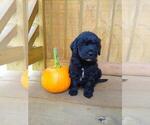 Puppy 1 Goldendoodle