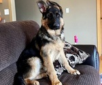 Small Photo #6 German Shepherd Dog Puppy For Sale in PUEBLO, CO, USA