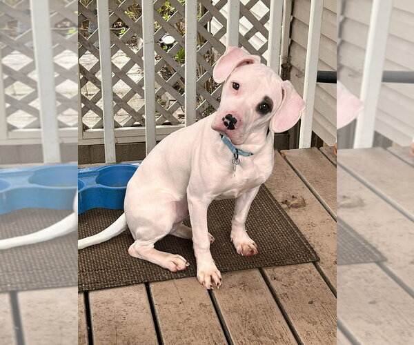 Medium Photo #1 Boxer-Unknown Mix Puppy For Sale in Springdale, PA, USA