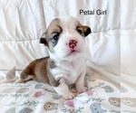 Puppy Petal Pembroke Welsh Corgi