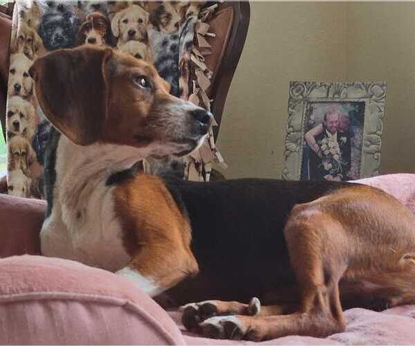 Medium Photo #7 Beagle Puppy For Sale in Dunnellon, FL, USA