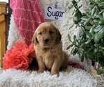 Small #1 Golden Retriever