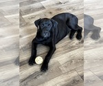 Small Photo #54 Rotticorso Puppy For Sale in REEVESVILLE, SC, USA