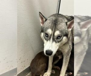 Siberian Husky Dogs for adoption in Stockton, CA, USA