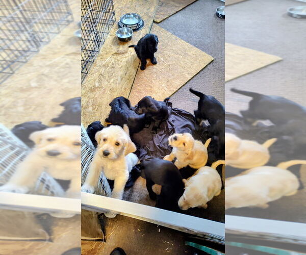 Medium Photo #13 Goldador Doodle Puppy For Sale in GIBSONVILLE, NC, USA