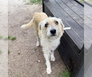 Mutt Dogs for adoption in Lakewood, CO, USA