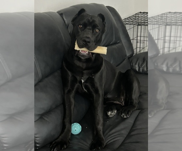 Medium Photo #1 Cane Corso Puppy For Sale in BILLINGS, MT, USA