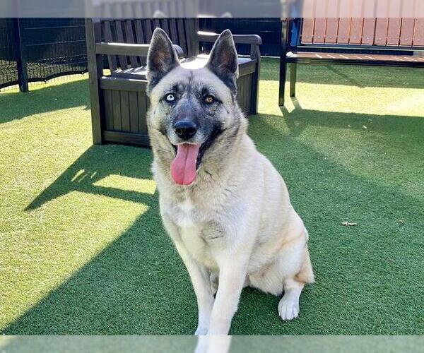 Medium Photo #2 German Shepherd Dog-Unknown Mix Puppy For Sale in Orange, CA, USA