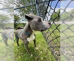 Small #7 American Pit Bull Terrier