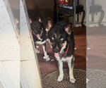 Small #6 Gerberian Shepsky