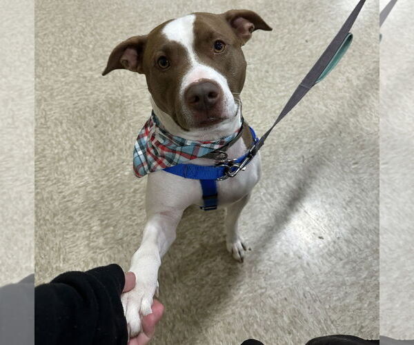 Medium Photo #11 American Pit Bull Terrier-Unknown Mix Puppy For Sale in Fargo, ND, USA