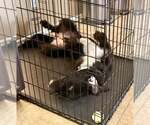 Small #6 Labrador Retriever Mix