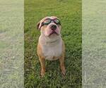 Small #1 Breeder Profile image