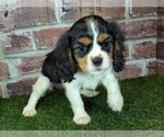 Small #6 Cavalier King Charles Spaniel