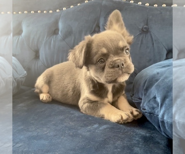 Medium Photo #18 French Bulldog Puppy For Sale in MOUNT VERNON, AL, USA