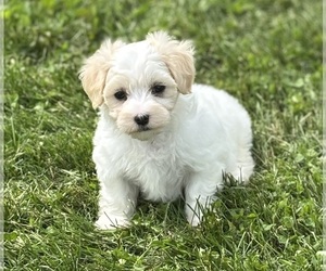 Maltese Puppy for sale in ROCK STREAM, NY, USA