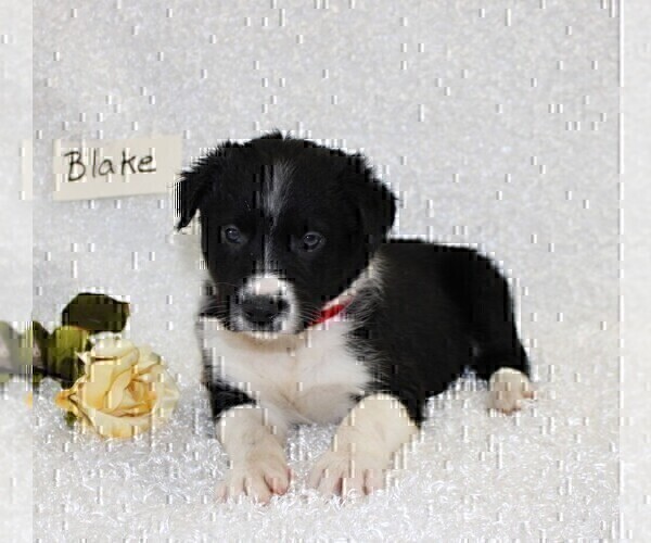 Medium Photo #3 Border Collie Puppy For Sale in STANLEY, WI, USA