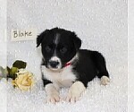 Small Photo #3 Border Collie Puppy For Sale in STANLEY, WI, USA
