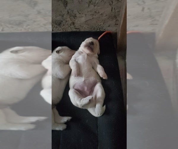 Medium Photo #18 Goberian Puppy For Sale in BEAVER DAM, WI, USA