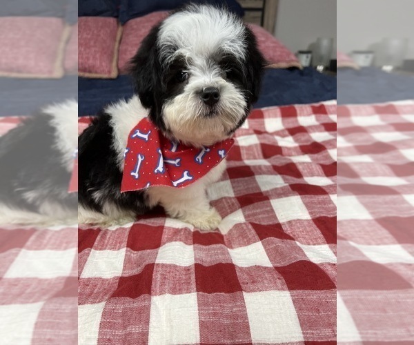 Medium Photo #1 Lhatese-Maltese Mix Puppy For Sale in RICHMOND, IL, USA