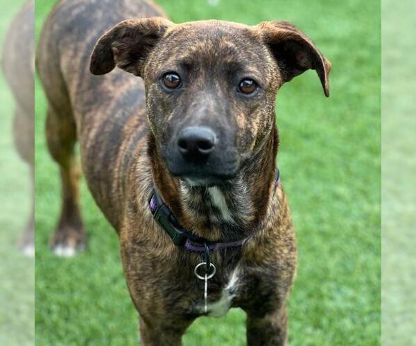 Medium Photo #8 Labrador Retriever-Unknown Mix Puppy For Sale in San Diego, CA, USA