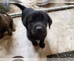 Small Photo #2 Labrador Retriever Puppy For Sale in DUNN, NC, USA