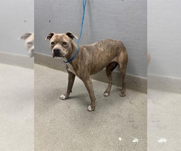 Medium Photo #1 Mutt Puppy For Sale in Las Vegas, NV, USA