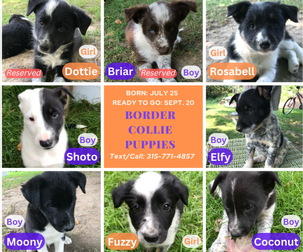 Medium Photo #9 Border Collie Puppy For Sale in CHAUMONT, NY, USA