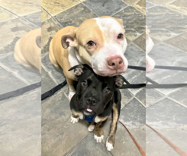Medium Photo #3 Staffordshire Bull Terrier-Unknown Mix Puppy For Sale in Staten Island, NY, USA