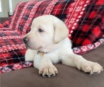 Small Photo #3 Labrador Retriever Puppy For Sale in PALM COAST, FL, USA