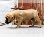 Small Photo #49 Mastiff Puppy For Sale in WAKARUSA, IN, USA