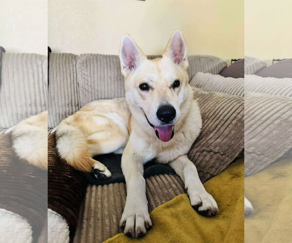 Medium Photo #3 German Shepherd Dog-Huskies  Mix Puppy For Sale in Dallas, TX, USA