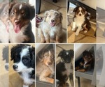 Small #22 Miniature Australian Shepherd