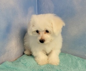 Bichon Frise Puppy for Sale in Shelbyville, Indiana USA