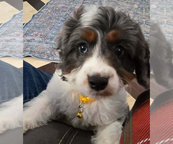 Medium Photo #2 Cavapoo Puppy For Sale in CITRUS HEIGHTS, CA, USA