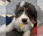 Small #1 Cavapoo