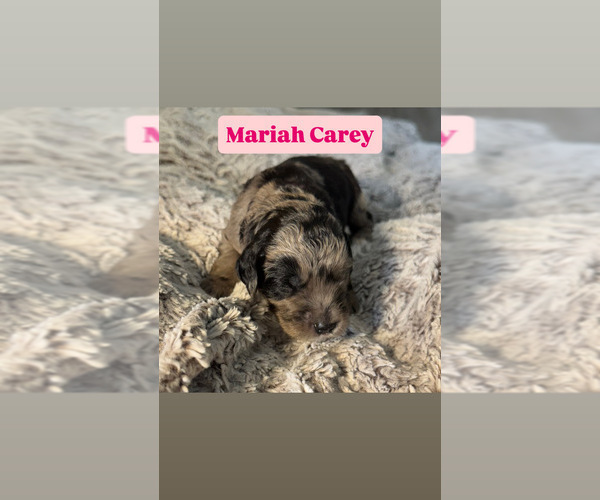 Medium Photo #4 Goldendoodle Puppy For Sale in TUCSON, AZ, USA