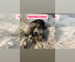 Small Photo #4 Goldendoodle Puppy For Sale in TUCSON, AZ, USA