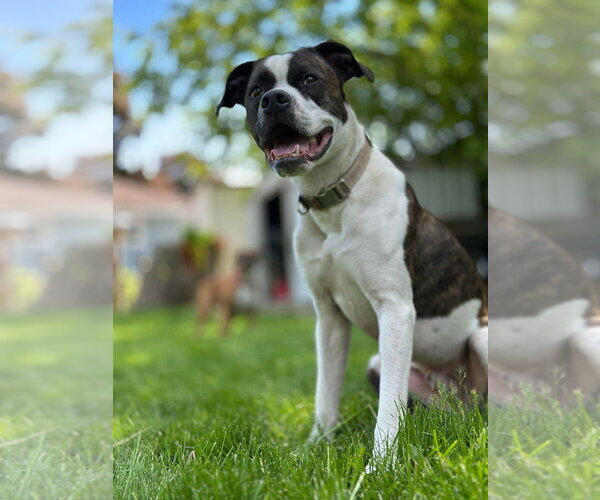 Medium Photo #7 Mutt Puppy For Sale in Brights Grove, Ontario, Canada