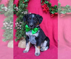 Australian Shepherd-Texas Heeler Mix Puppy for sale in HOLTWOOD, PA, USA