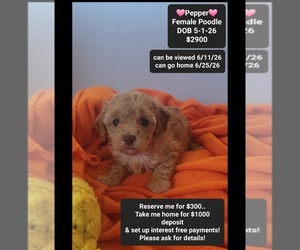 Poodle (Toy) Puppy for sale in TUCSON, AZ, USA