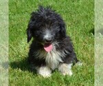 Small Photo #1 Sheltidoodle Puppy For Sale in SHIPPENSBURG, PA, USA